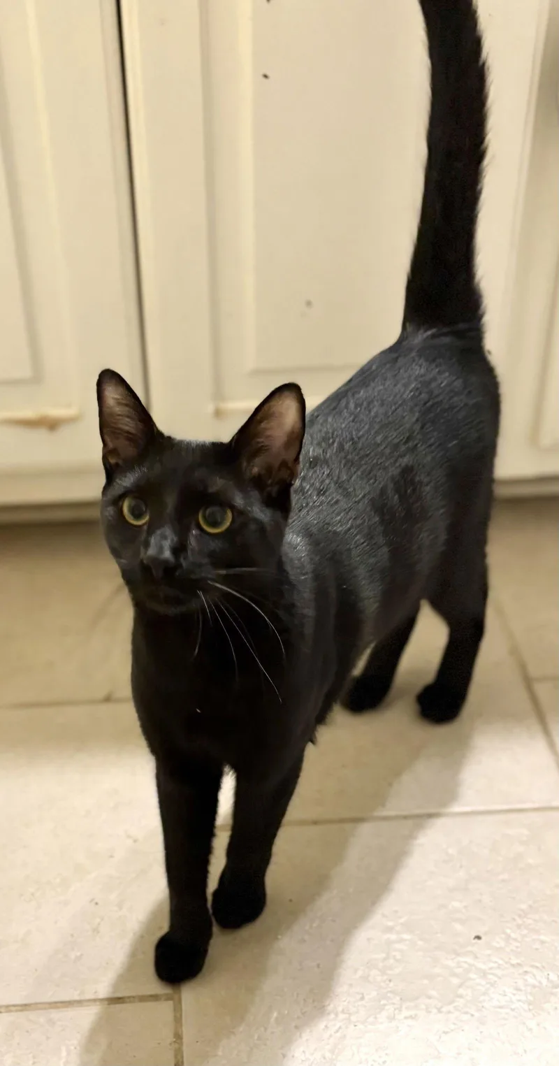 A young medium-sized male Domestic Short Hair cat named Midnight for adoption in Camden, SC