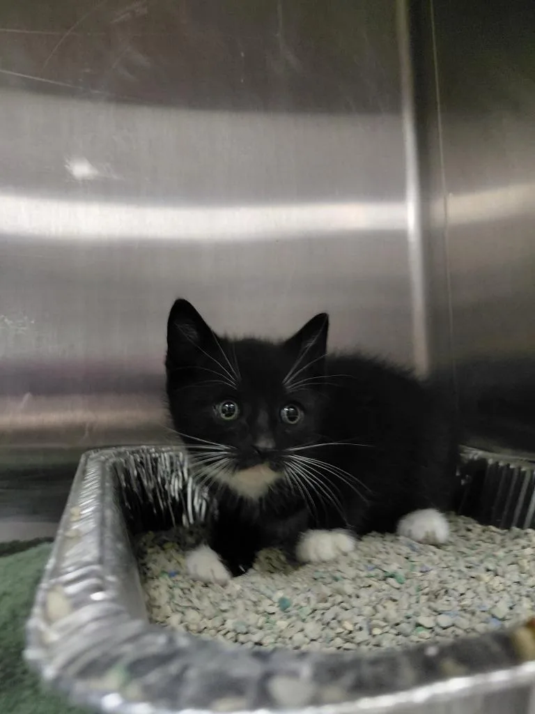 A baby small-sized female Domestic Short Hair cat named Lady for adoption in Henderson, NC