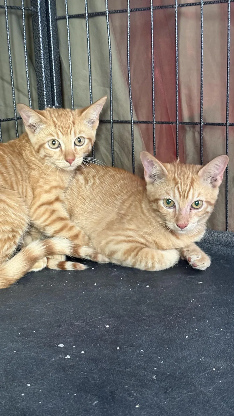 A baby small-sized female Orange / Red Domestic Short Hair cat named Neil the Seal for adoption in Sherman Oaks, CA