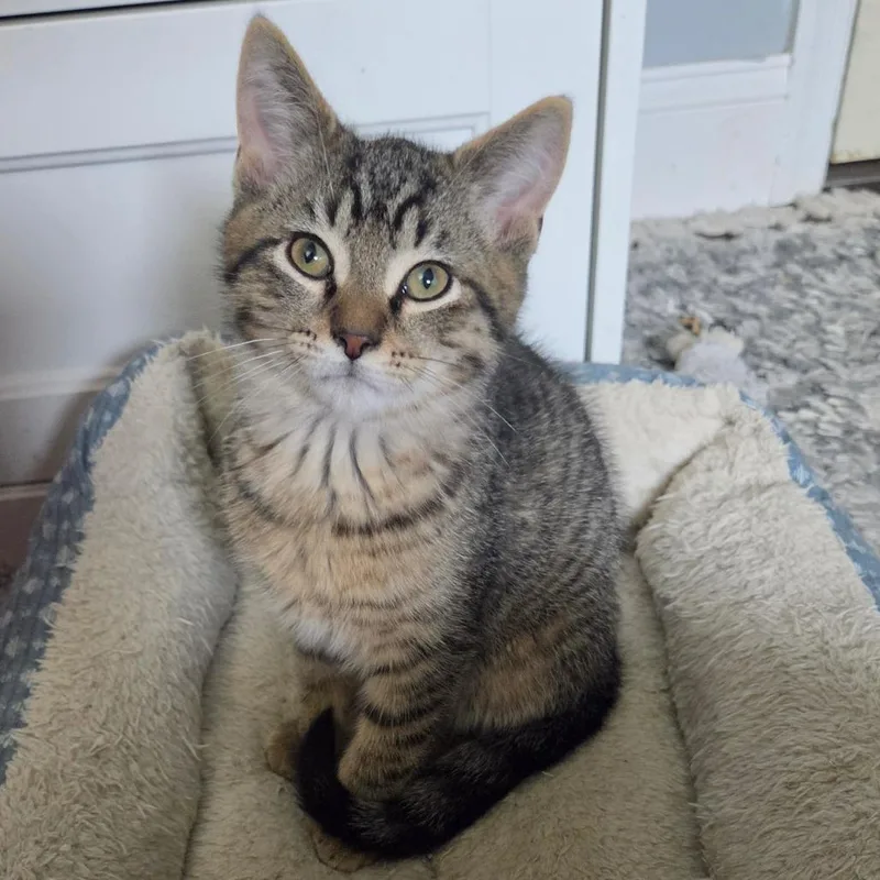 A baby small-sized male Brown / Chocolate Domestic Short Hair cat named Mack for adoption in Ephrata, PA