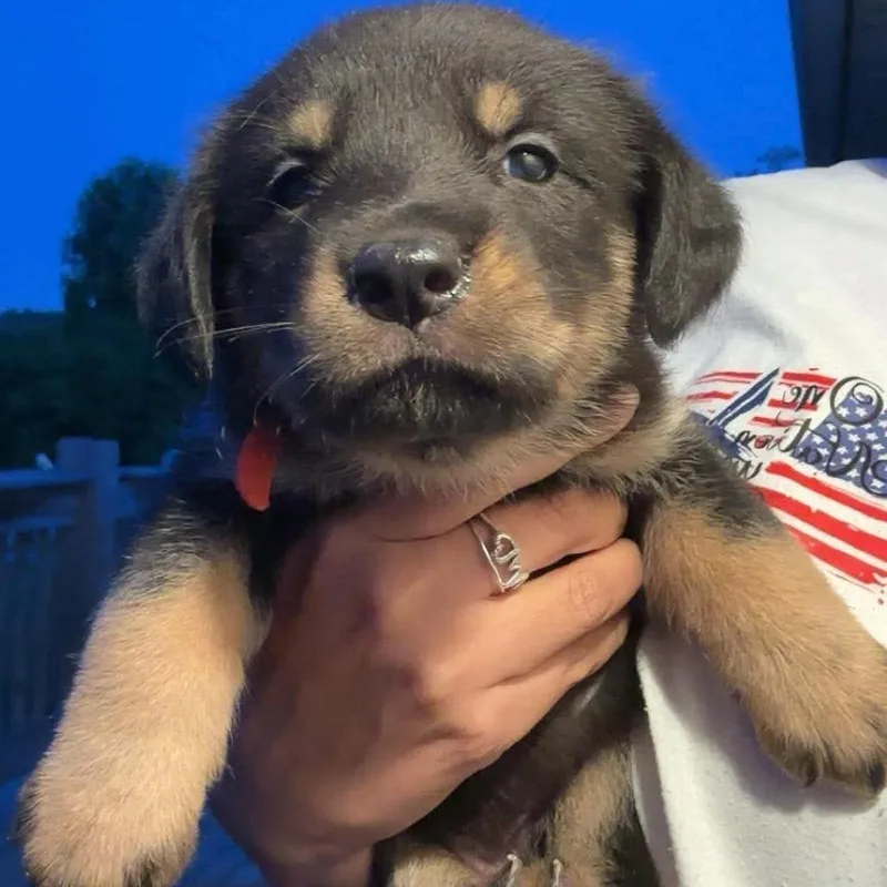 Dolinger Girl Pup