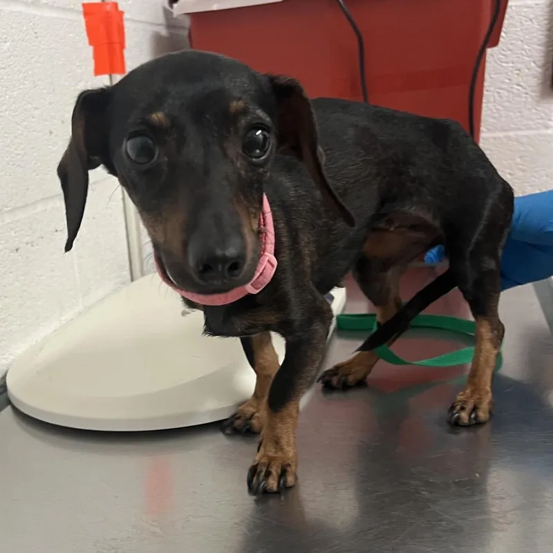 A young small-sized female Black Dachshund dog named Vienna for adoption in Edinburg, TX