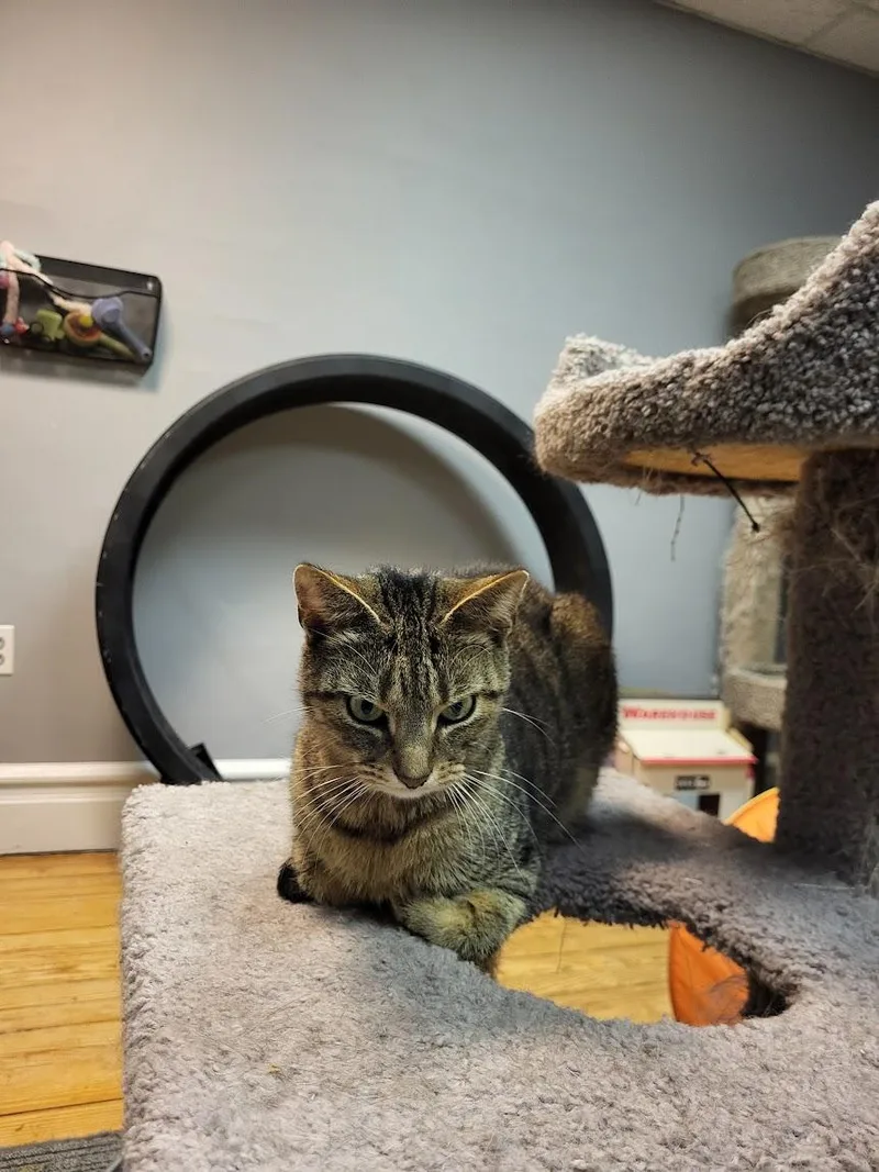 An adult medium-sized male Tabby cat named Jacob for adoption in Allentown, PA