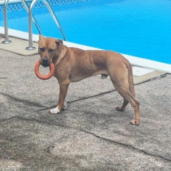An adult large-sized male Black Mouth Cur dog named Sixx for adoption in League City, TX