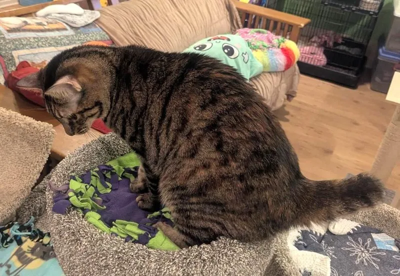 An adult medium-sized female Tabby (Brown / Chocolate) American Bobtail cat named Ophelia  Beautifully Marked for adoption in Plano, TX