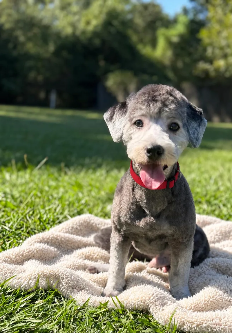 A young small-sized male Gray / Blue / Silver Schnoodle dog named Charlie for adoption in TOMBALL, TX