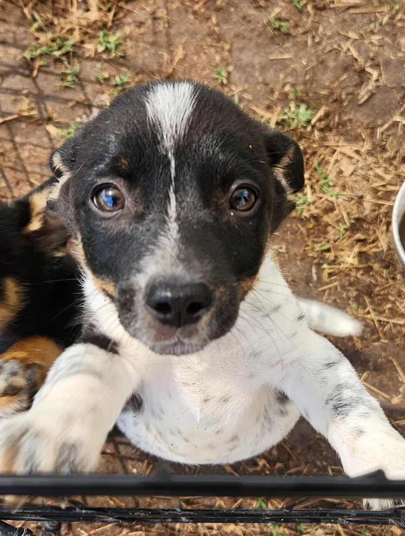 A baby small-sized male White / Cream Corgi dog named Little Boy for adoption in Elgin, TX