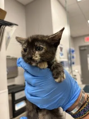 A baby small-sized female Domestic Short Hair cat named Teal Band for adoption in Gastonia, NC