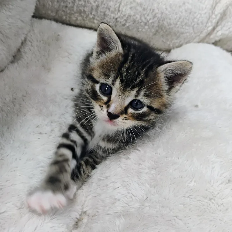 A baby small-sized male Gray / Blue / Silver Domestic Short Hair cat named Luke Combs for adoption in Duncan, OK