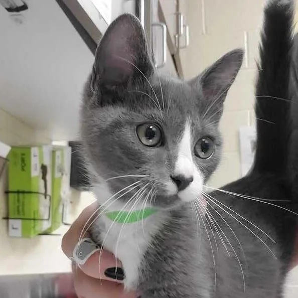 A baby small-sized male Gray / Blue / Silver Domestic Short Hair cat named Lance Sweets for adoption in Asheville, NC