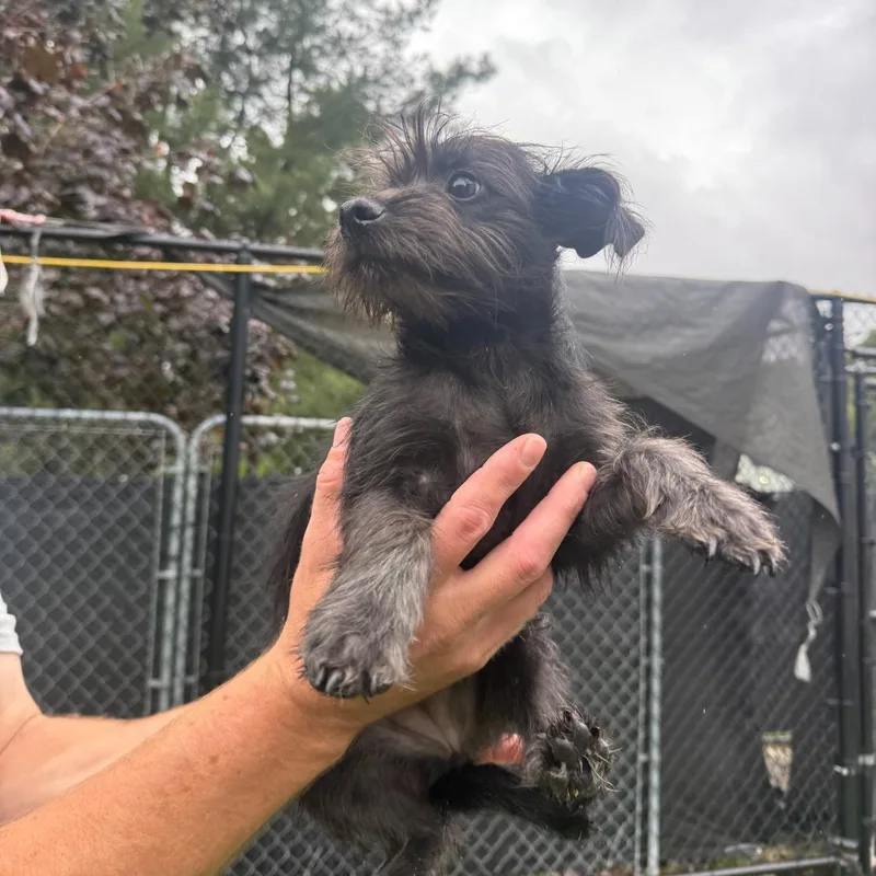 A baby small-sized female Mixed Breed dog named Jondi for adoption in Groton, CT