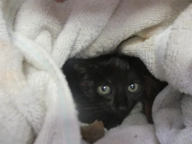 A baby small-sized female Domestic Short Hair cat named Jan for adoption in Ocala, FL