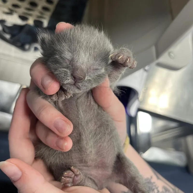 A baby small-sized female Gray / Blue / Silver Domestic Short Hair cat named Gyoza for adoption in Greensboro, NC