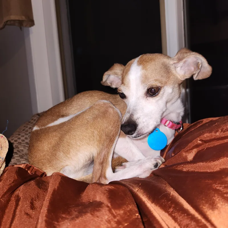 An adult small-sized female White / Cream Chihuahua dog named Ridge for adoption in Brooklyn, NY