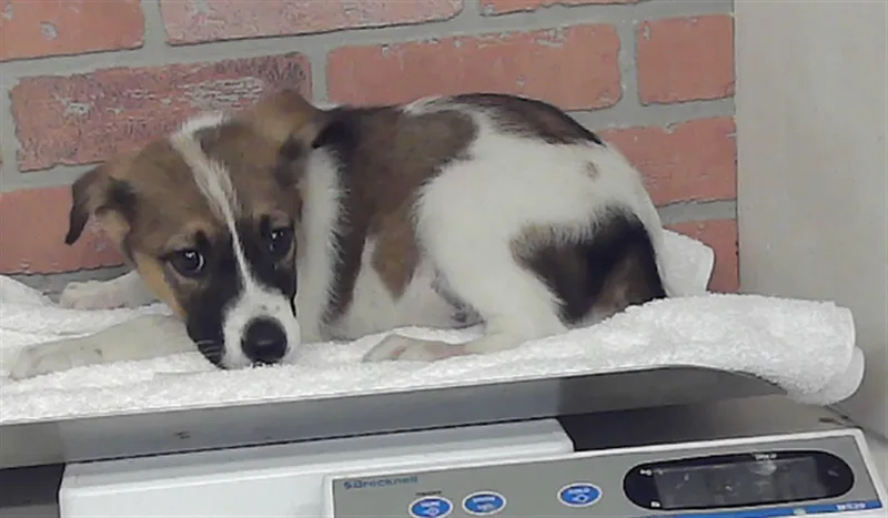 A baby small-sized female Staffordshire Bull Terrier dog named A for adoption in Houston, TX