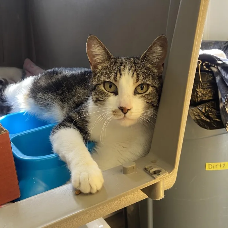 An adult medium-sized female White Domestic Short Hair cat named Jamie for adoption in Spokane, WA