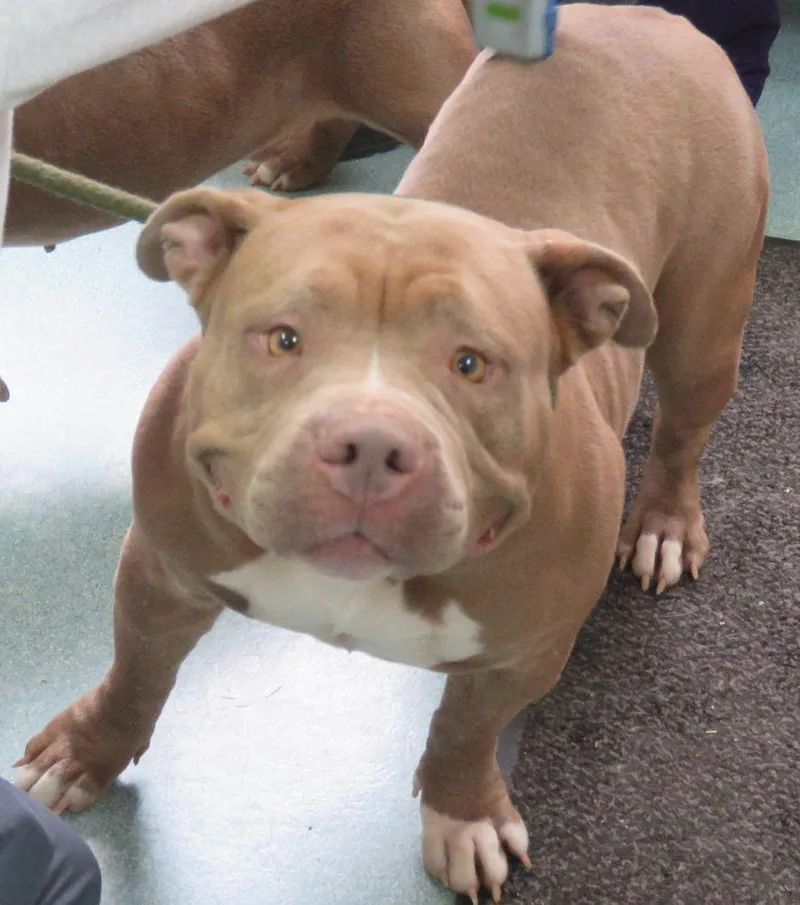 Marabella thumbnail 3