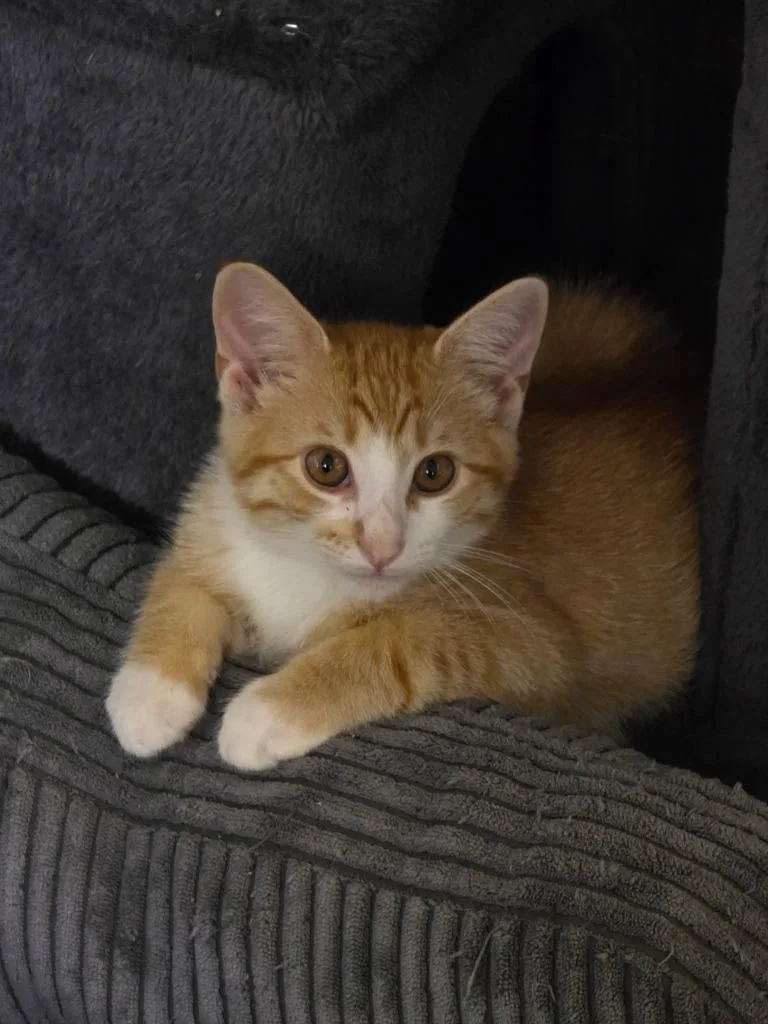 Biscuit