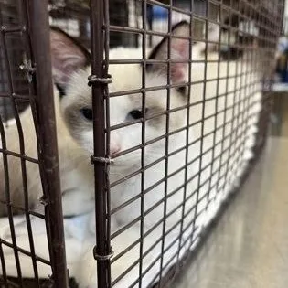 A baby medium-sized female White Domestic Short Hair cat named Mole for adoption in Rapid City, SD