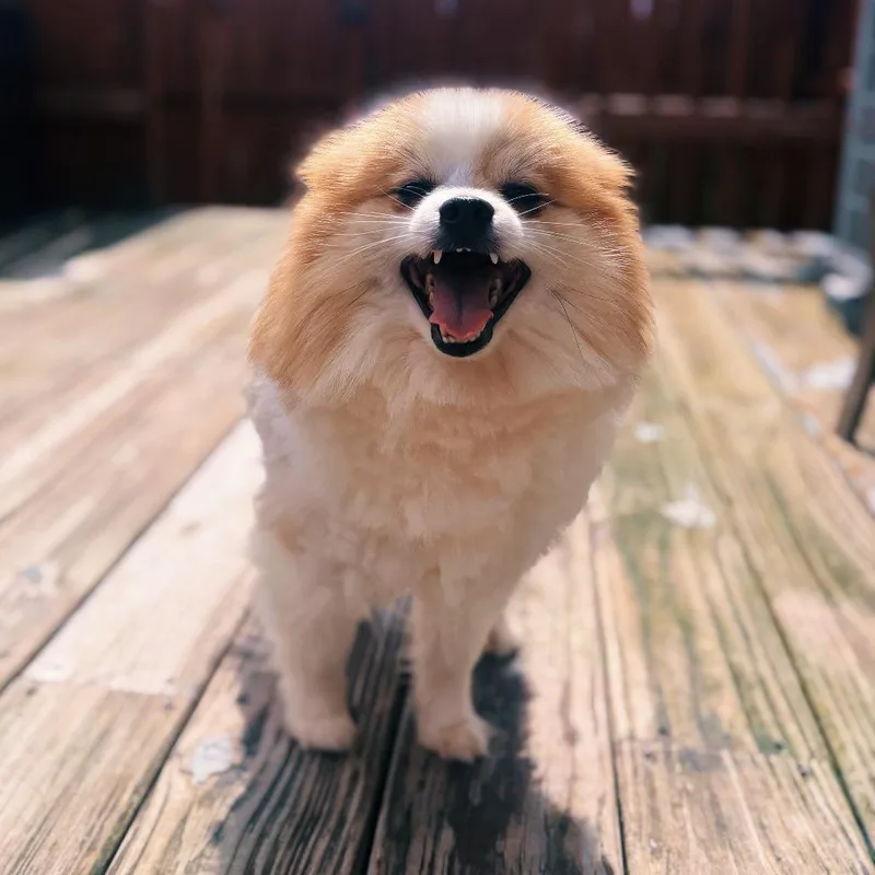 An adult small-sized male Pomeranian dog named Calvin for adoption in Cincinnati, OH