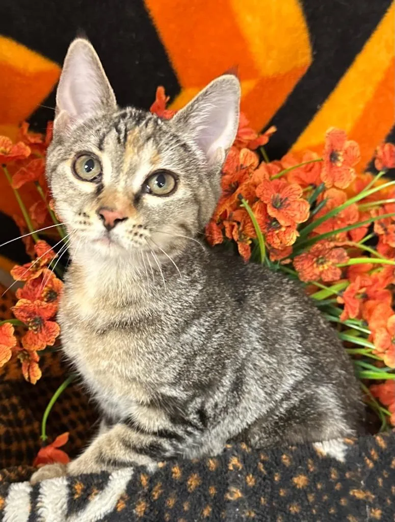 A baby small-sized female Domestic Short Hair cat named Naan for adoption in Stillwater, OK
