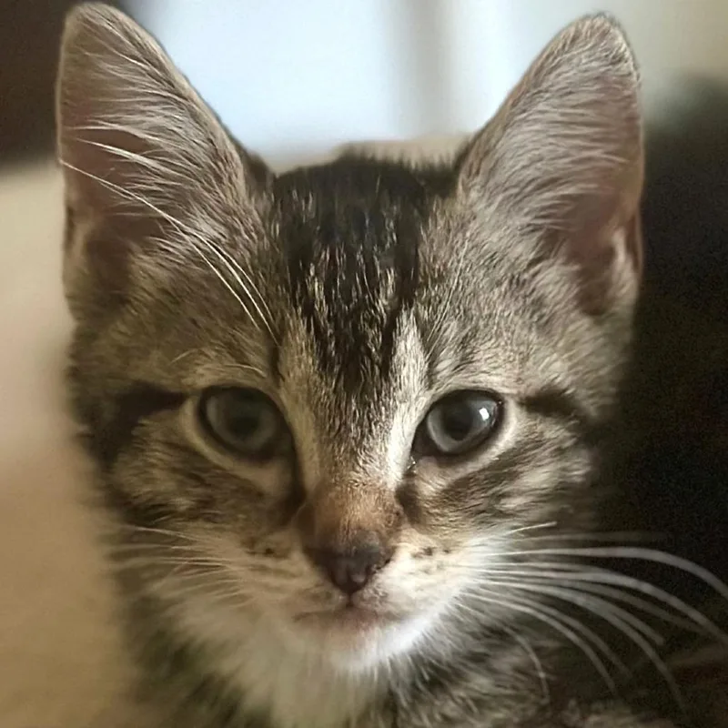 A baby small-sized female Domestic Short Hair cat named Bloom for adoption in Cumming, GA