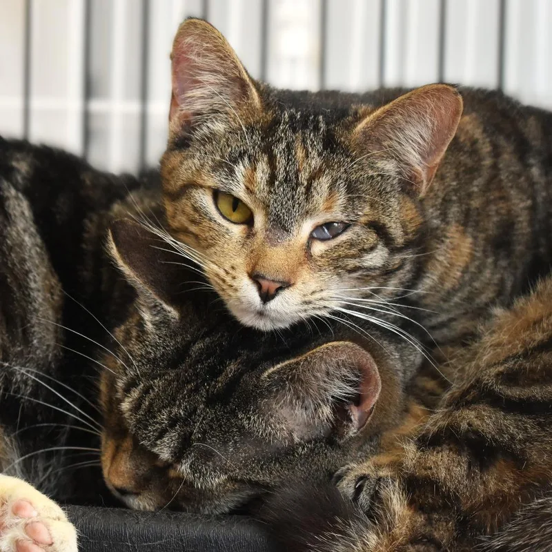 Sparkler thumbnail 2