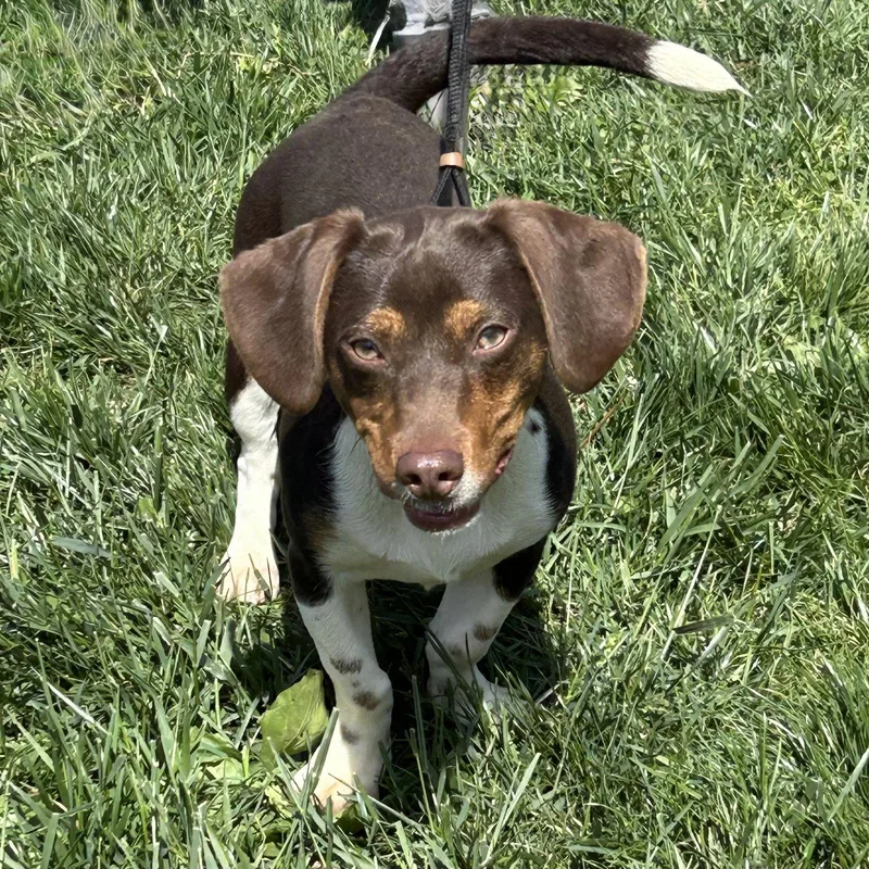 A baby small-sized male Dachshund dog named Trex for adoption in Norwood, OH
