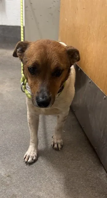 An adult small-sized male Parson Russell Terrier dog named Bobby for adoption in Upper Marlboro, MD