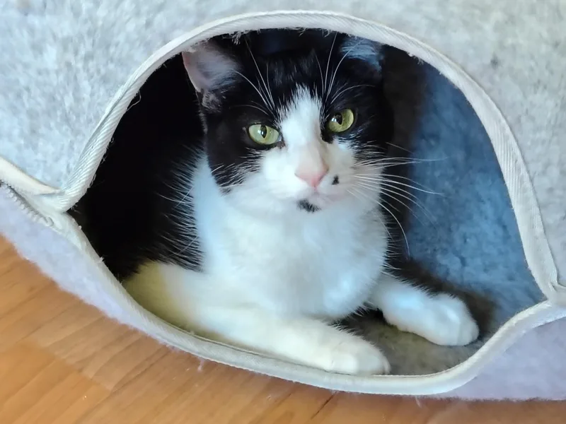 A young medium-sized female Black & White / Tuxedo Tuxedo cat named Dot for adoption in Montour Falls, NY