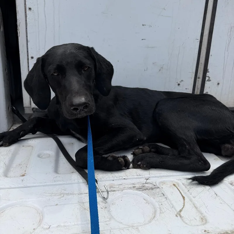 An adult medium-sized female Black Labrador Retriever dog named Mystique for adoption in Edinburg, TX