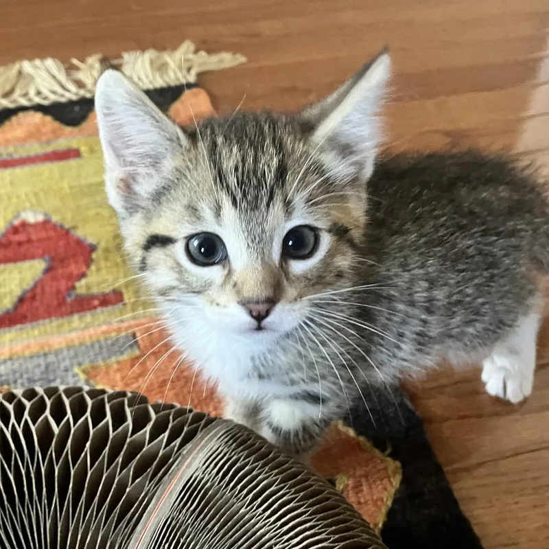 A baby small-sized male Brown / Chocolate Domestic Medium Hair cat named Sherlock for adoption in Ferndale, MI