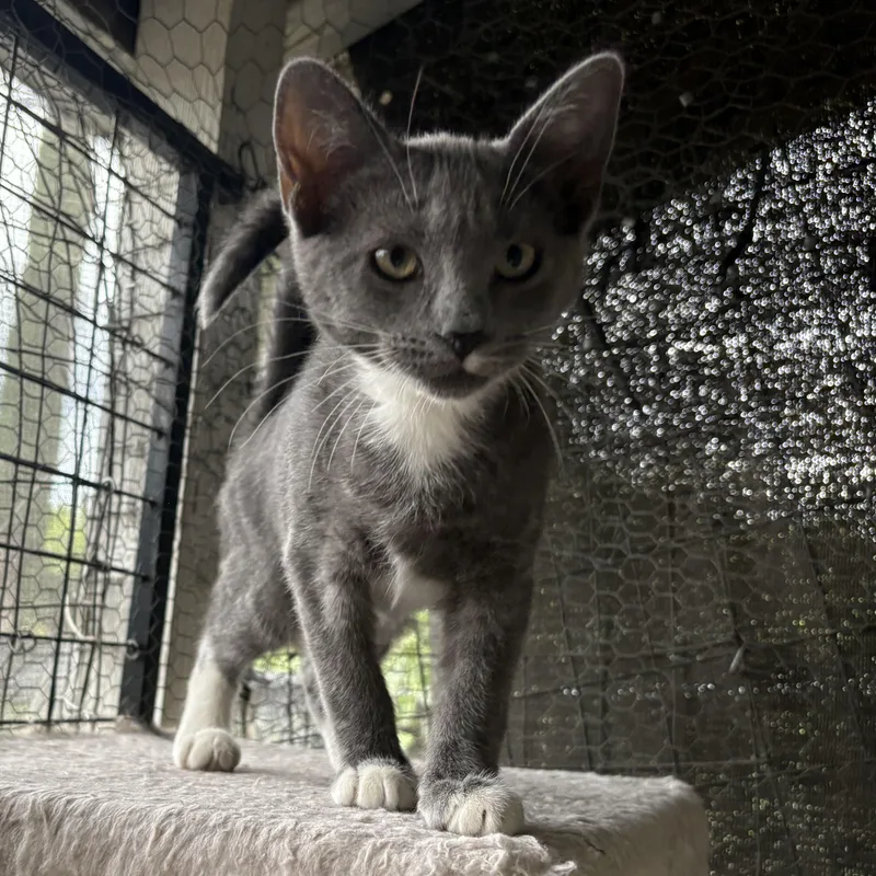 A baby medium-sized female Gray & White Domestic Short Hair cat named Chickpea for adoption in La Canada, CA