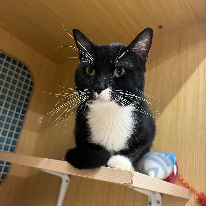 A young medium-sized male Black & White / Tuxedo Domestic Short Hair cat named Sylvester for adoption in Manhattan, KS
