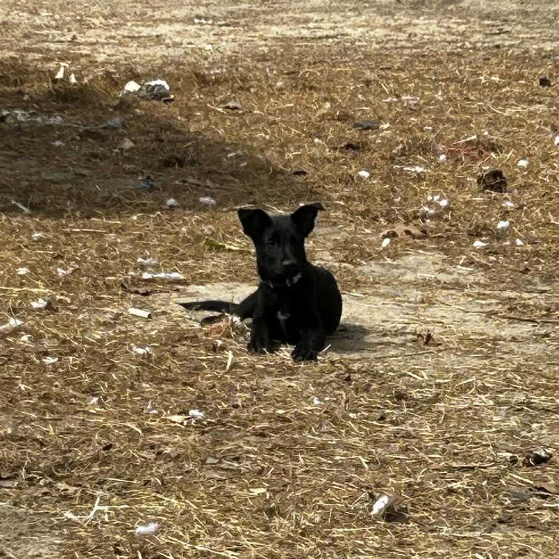 Odin