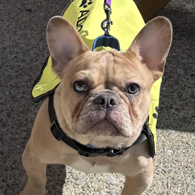 Shamrock thumbnail 2