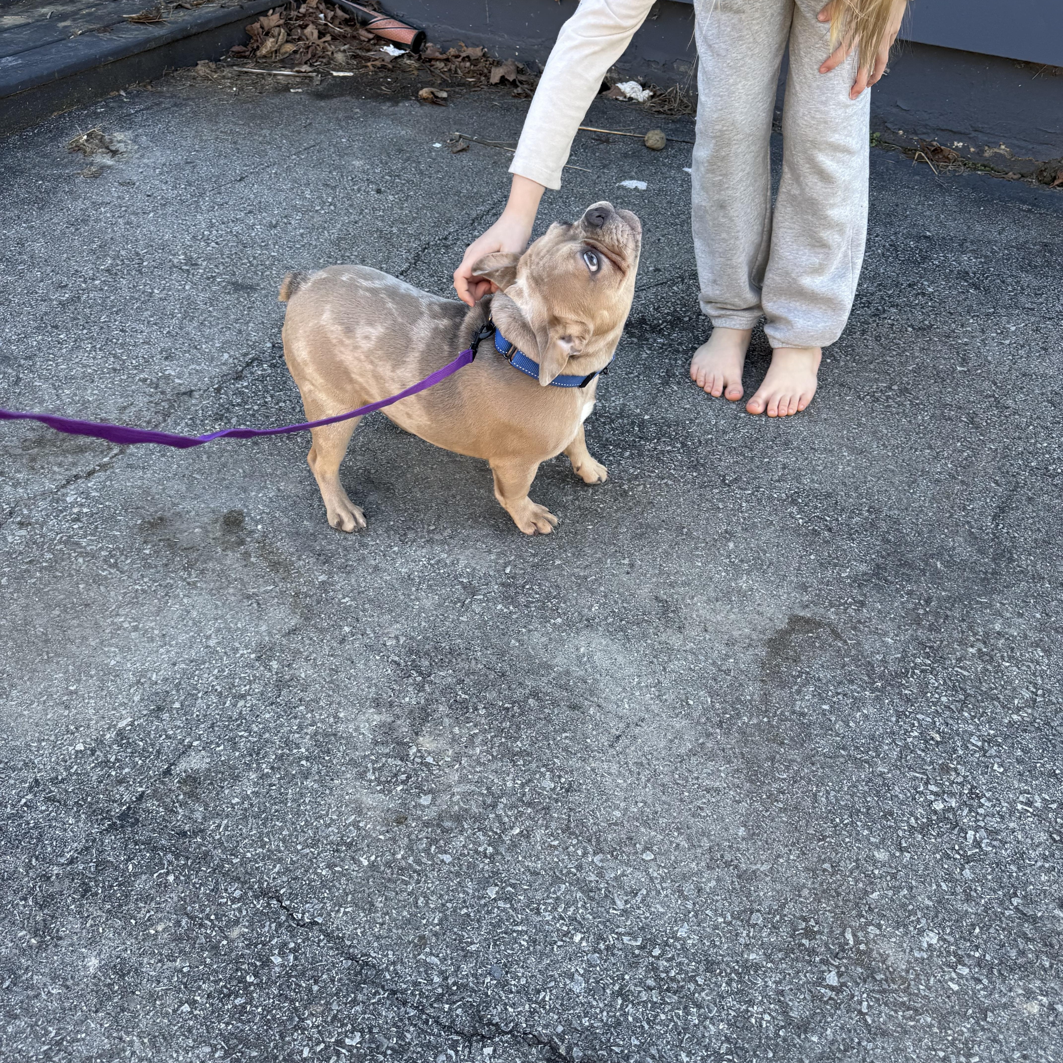 Shamrock thumbnail 3