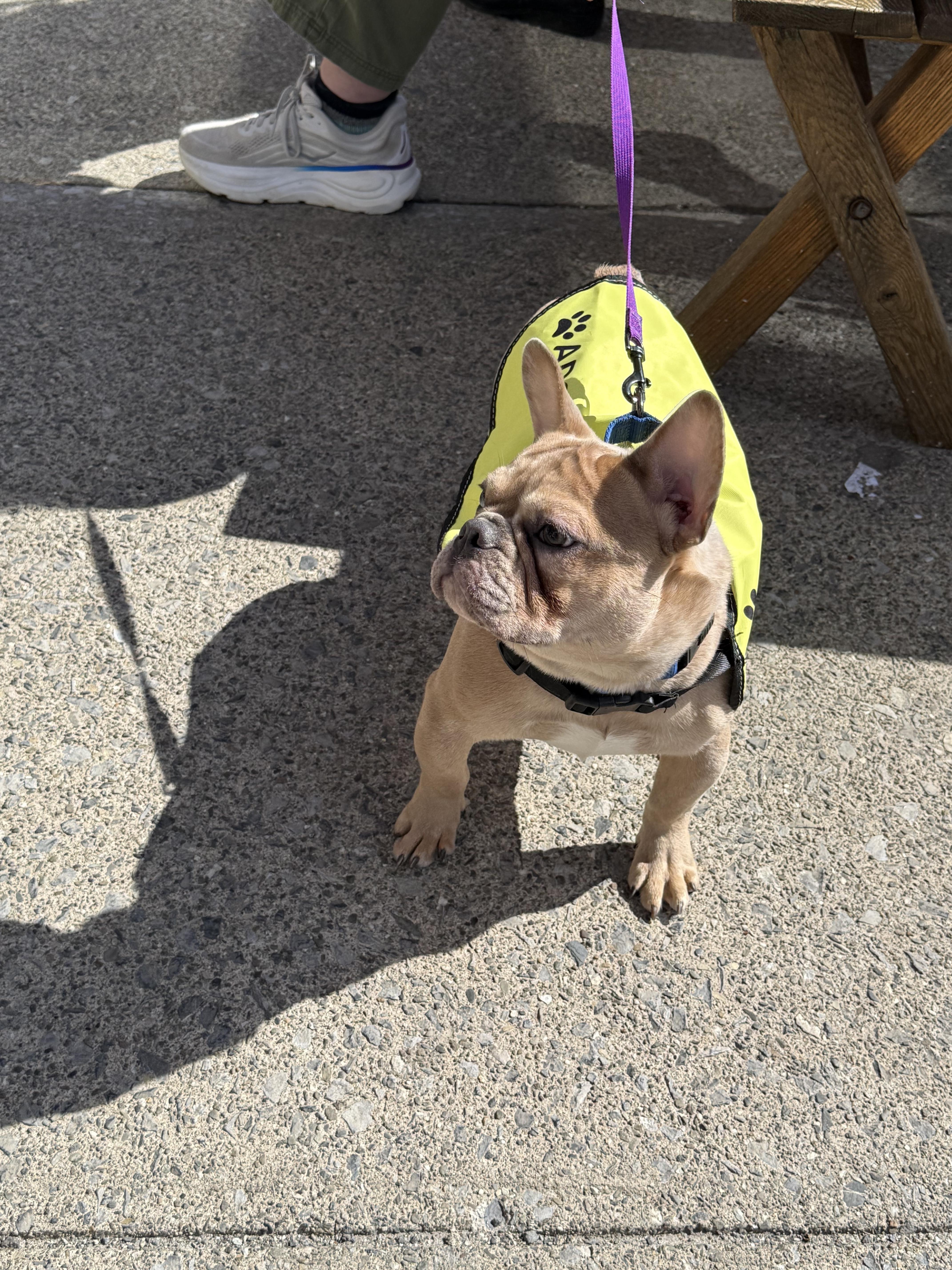 Shamrock thumbnail 4