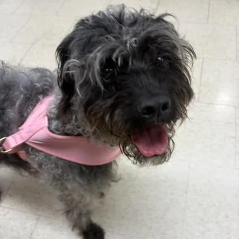 A young medium-sized female Poodle dog named Oreo for adoption in Boca Raton, FL