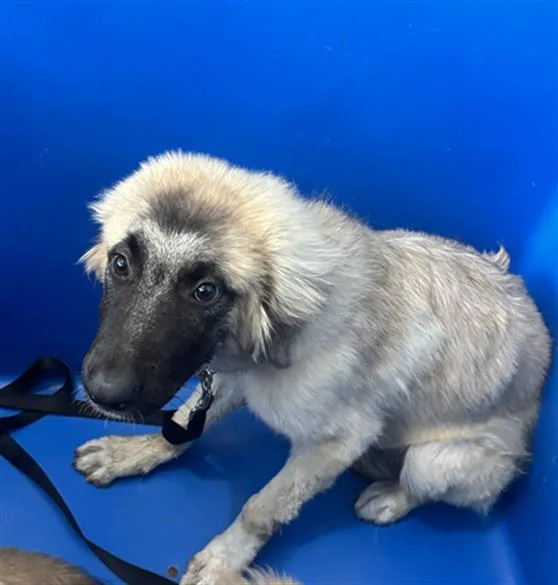 A baby large-sized female Mixed Breed dog named Sonya for adoption in Dallas, TX