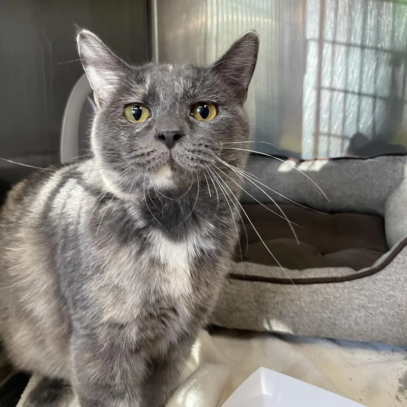 An adult large-sized female Tortoiseshell Domestic Short Hair cat named Marble for adoption in Belleville, IL