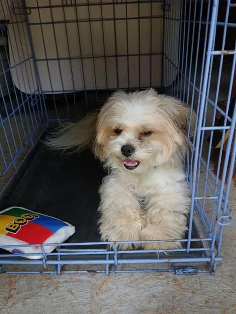 An adult small-sized male Maltese dog named Ricky for adoption in San Antonio, TX