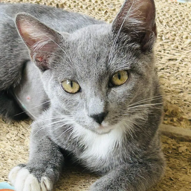A baby small-sized female Gray / Blue / Silver Domestic Short Hair cat named CeeCee for adoption in San Diego, CA