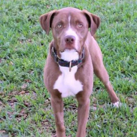 Allister Aka Moose