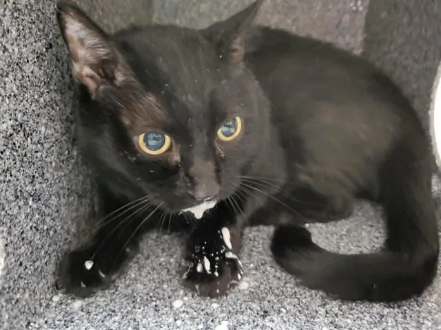 An adult large-sized female Domestic Short Hair cat named Shyla for adoption in Naples, FL