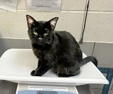 A young medium-sized male Black Domestic Short Hair cat named Hex for adoption in Nashville, TN
