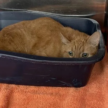 A senior medium-sized male Orange / Red Domestic Short Hair cat named Booboo for adoption in Port Charlotte, FL