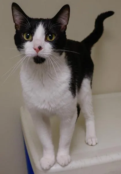 An adult medium-sized male Domestic Short Hair cat named David for adoption in Verona, WI
