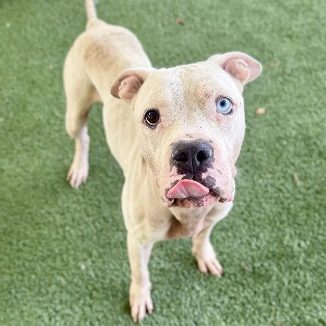 An adult large-sized male Boxer dog named Dug for adoption in Tavares, FL