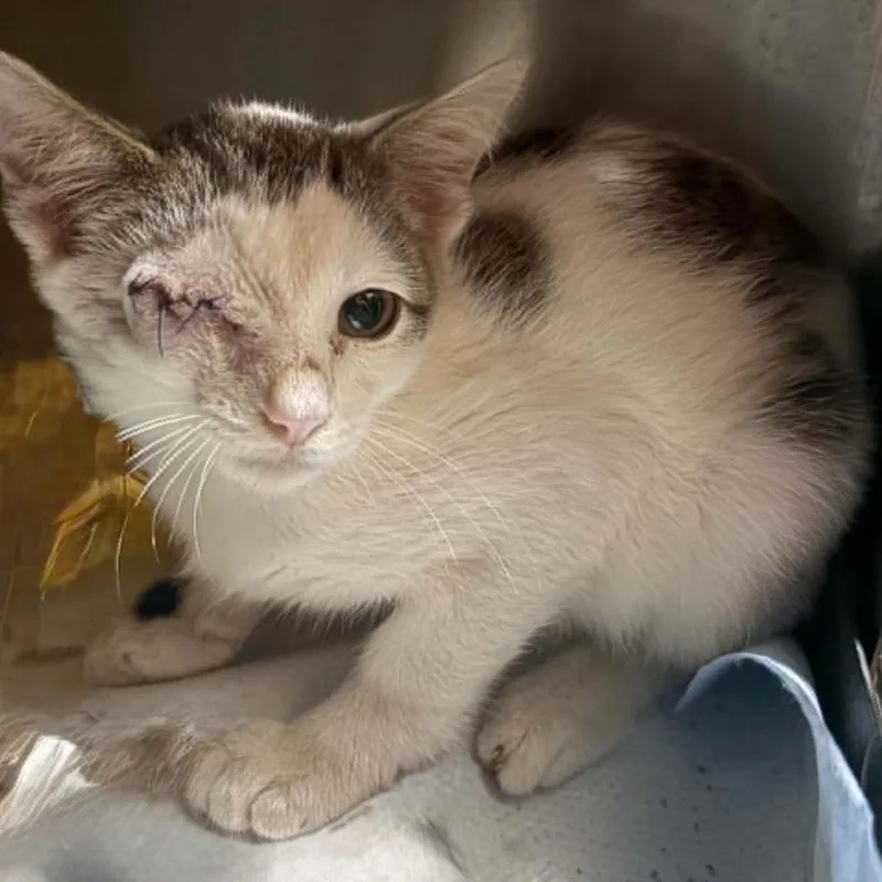A baby small-sized male Domestic Short Hair cat named Erc for adoption in Gordonsville, TN